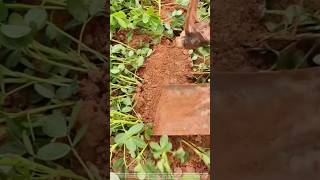 Tips For Increasing Peanut Yields