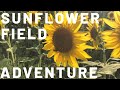 Sunflower Field | St. Albans Vermont | Summer Series Ep 10