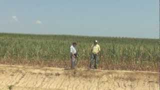 Life on the Edge: The Irrigated Corn Interface During Drought