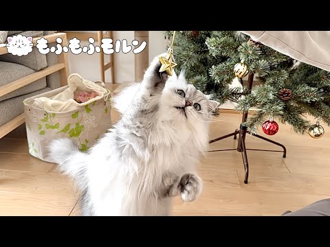 猫がクリスマスの準備で一番食いついたものは？ 【サイベリアン】