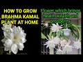 How To Grow Brahma Kamal plant at home. | Lucky Flower which Attracts Wealth and Prosperity