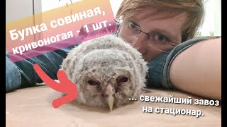 Не опять, а снова! Птенец неясыти, дубль два - совёнок с детской площадки.