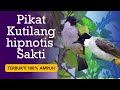 Suara Pikat kutilang ribut ampuh 100% bikin kutilang liar emosi cocok untuk panggilan dan masteran