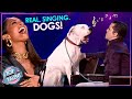 Can Dogs REALLY Sing?