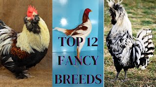 Top 12 most beautiful chicken breeds in the world 2024|Top 12 most fancy breeds 2023