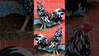 US spangle napaka pogi 😱