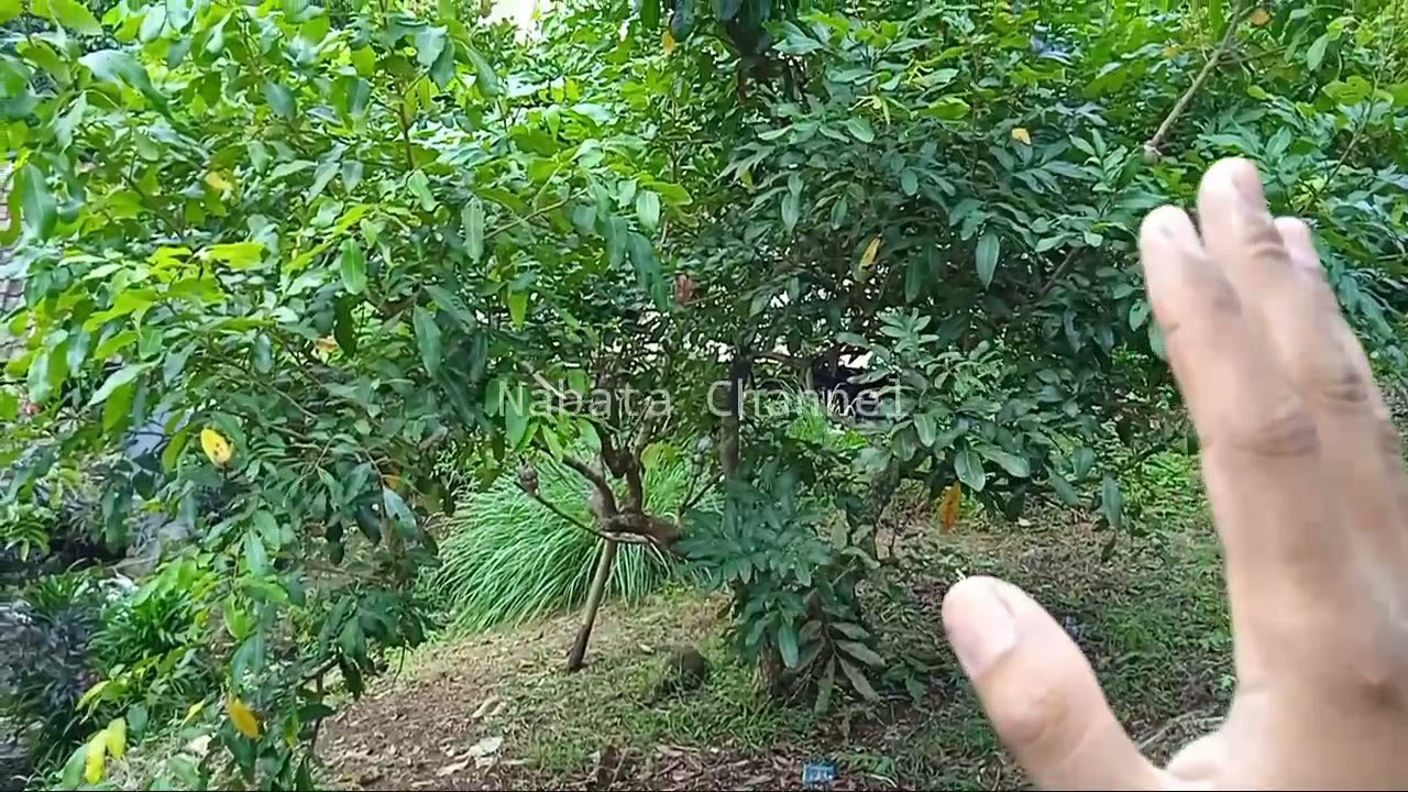 🔴Bentuk Daun Kelengkeng Diamond River