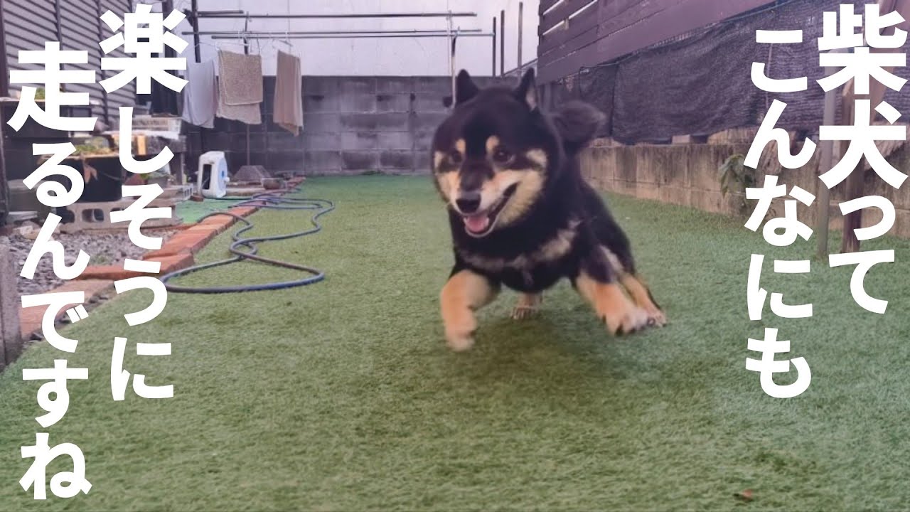 凄い走りで凄いステップの柴犬。【黒柴犬】【豆柴】【shiba inu】