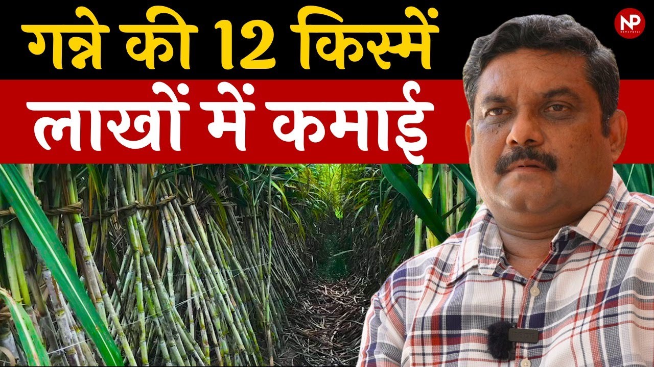 गन्ने की 12 किस्मों के बीज बेचकर लाखों रुपए कमाता है ये किसान || Sugarcane Farming || Agro Hero