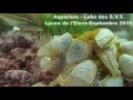 Dosima lepas fascicularis herv kempf lyce de lelorn landerneau 2016