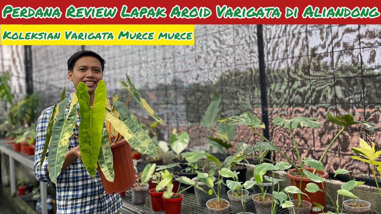 PERDANA REVIEW LAPAK AROID VARIGATA DI ALIANDONG DEPOK⁉️ KOLEKSI VARIGATA HARGA MURCE