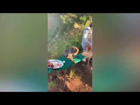 prikolebi 2020 / პრიკოლები 2020