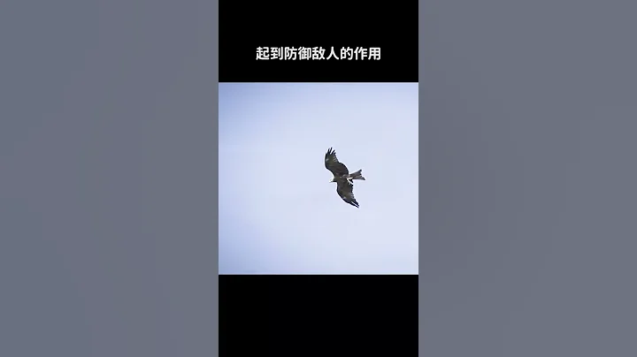 兔子為何不吃窩邊草呢？ - 天天要聞