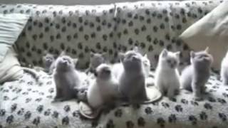 Танец котят Прикольное видео смешных котят-танцоров Танец котят Прикольное видео смешных котят-танцоров