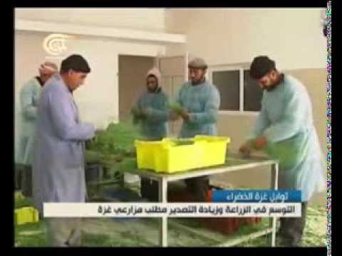 قناة الميادين تقرير لنا شاهين حول تصدير التوابل الخضراء من غزة تصوير وسام العشي