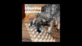 A Snack Adventure