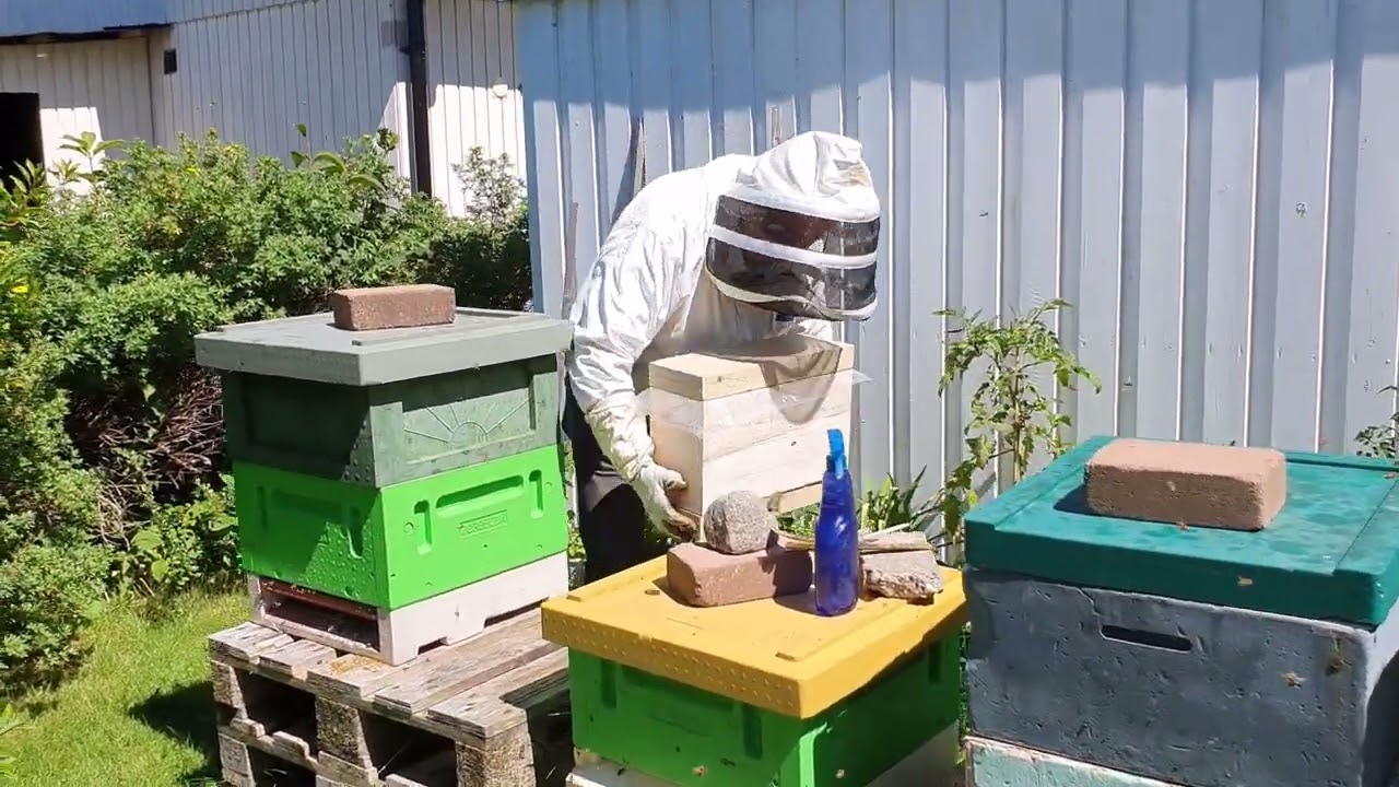 Miniavläggare i 3 ramslåda