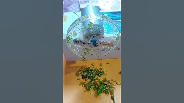 How To Make a Mixer Using A 775 DC Motor at home | #viral #shorts