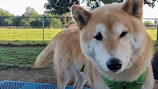 Dogs Korean Name Might Be Offensive & Husky Rarely Moves At Dog Park by Bodhi's World 249 views 2 weeks ago 8 minutes, 18 seconds
