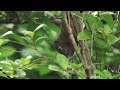 Squirrel Feeding Calmly in the Trees | Pasir Ris Park, Singapore