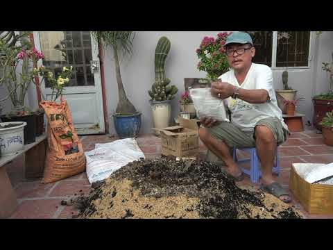 CÁCH LÀM GIÁ THỂ TRỒNG CÂY KIỂNG VƯỜN THU BONSAI