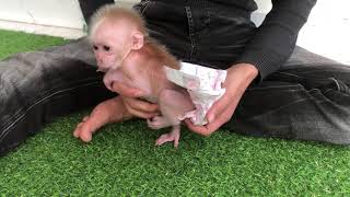 Baby monkeys poop in diapers that dad cleans and changes and gives milk to drink
