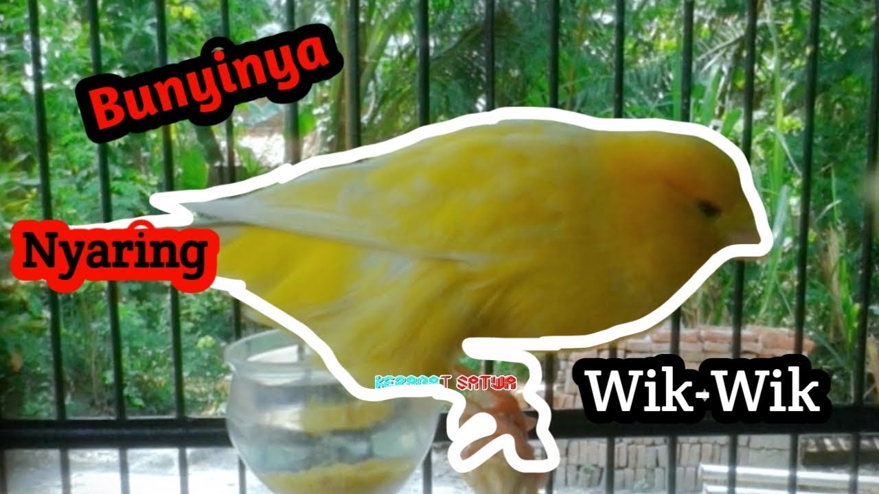 Suara burung kenari menjerit nyaring bunyinya 