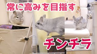 常に高みを目指すチンチラの挑戦！出来ましたアピールが可愛すぎる！！A proud chinchilla