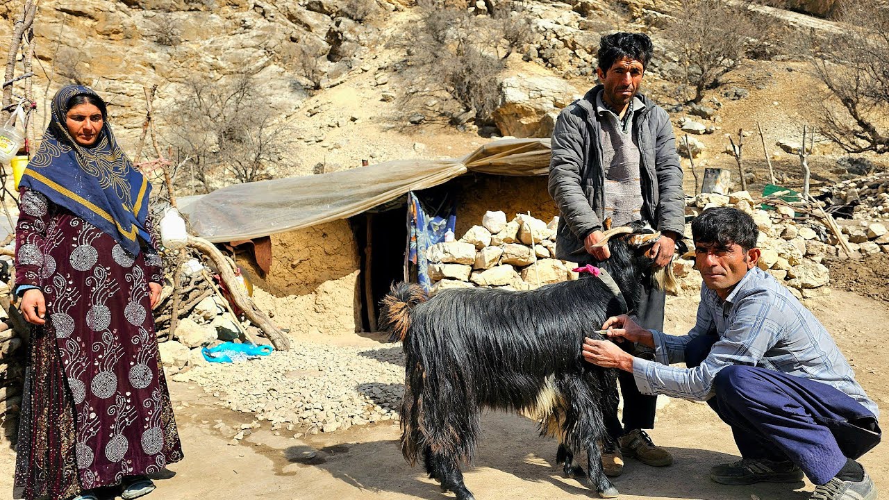 🐑 needling sheep and 🏔️ collecting stones to build huts