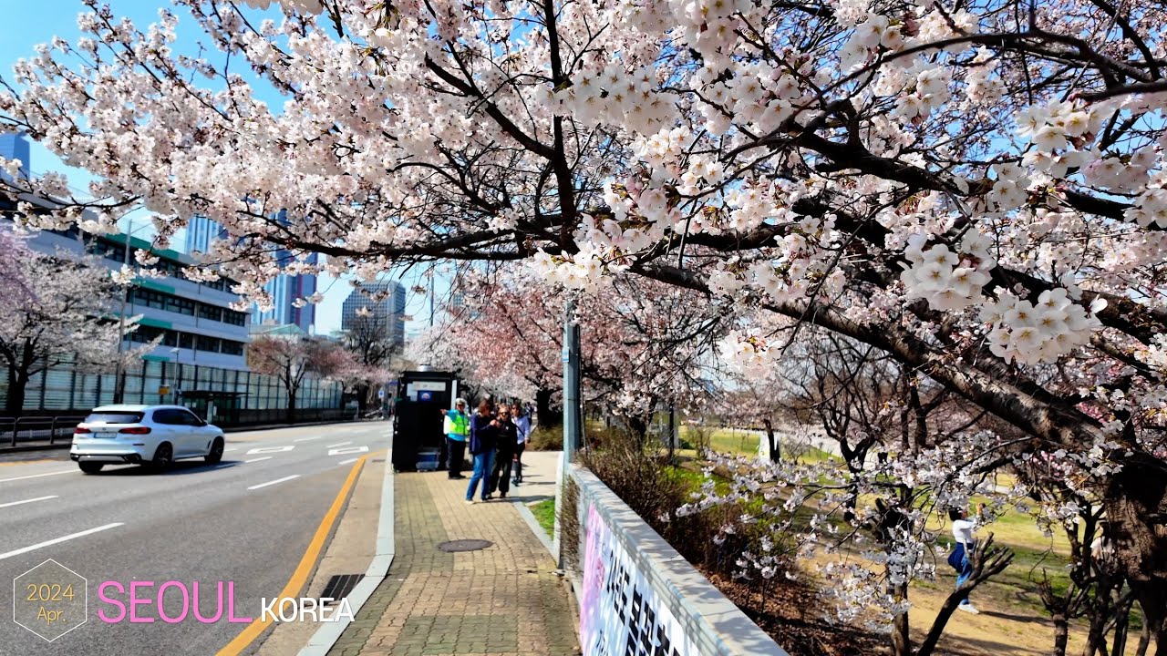 Yeouido Street, with Cherry Blossom🌸🌸 •[4k] Seoul, Korea