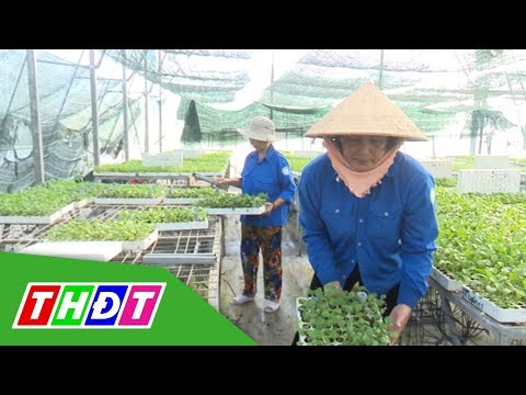 Video Chuyển giao 150.000 cây giống cúc đồng tiền cấy mô |... - youtube
