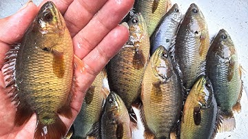 Ngon Nhức Nách Món Cá Rô Đồng Kho Tiêu mùi thơm không cưởng lại được | Xóm Ốc Đảo