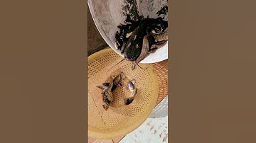 Bẫy cá lóc đồng. Ngày 24