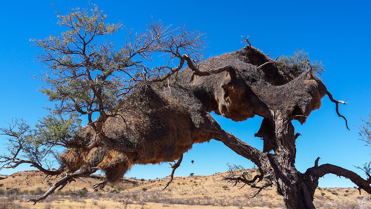 These Tiny Birds Build MASSIVE Compound Nests! - YouTube