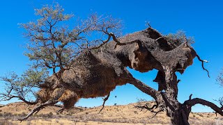 These Tiny Birds Build MASSIVE Compound Nests!