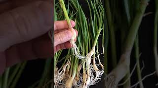 Green Garlic, 30 Days After Planting