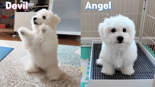 Puppy Transformation: Chaos to Angelic in 12 Weeks