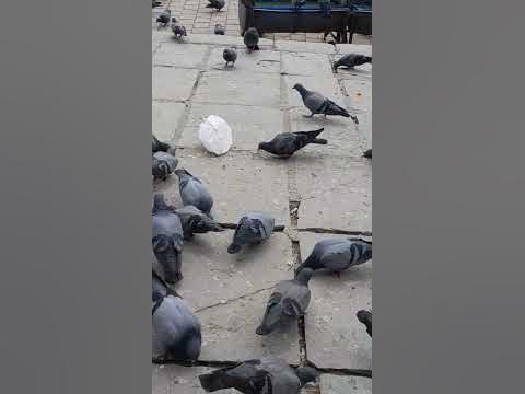 #pigions - YouTube