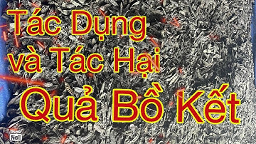 Tác dụng của quả Bồ kết| và các lưu ý khi dùng quả Bồ kết|