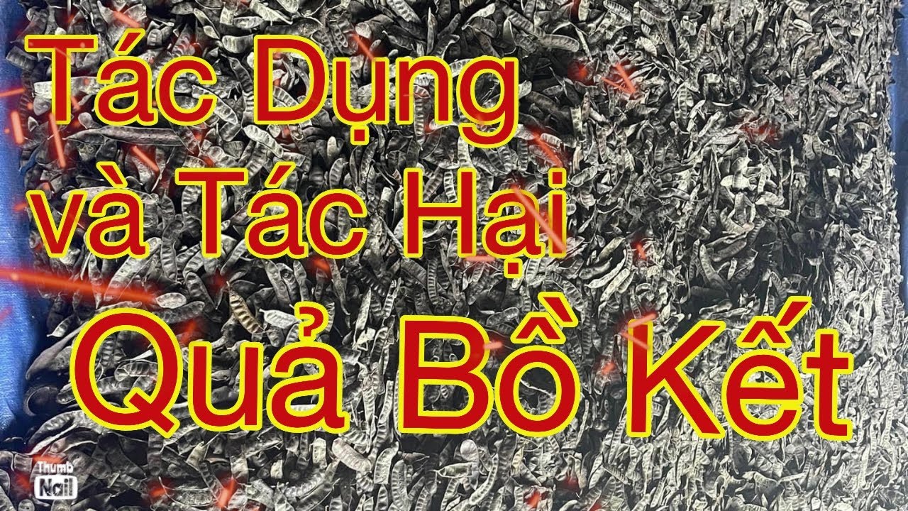 Tác dụng của quả Bồ kết| và các lưu ý khi dùng quả Bồ kết|