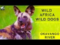 जंगली के अफ़्रीका जंगली कुत्ते | ओकावांगो नदी | Wild Africa Wild dogs | Okavango River | Documentary