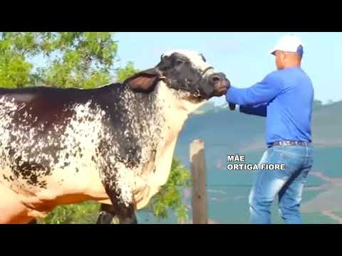 LOTE 57 VERENA FIV - MCGL1941