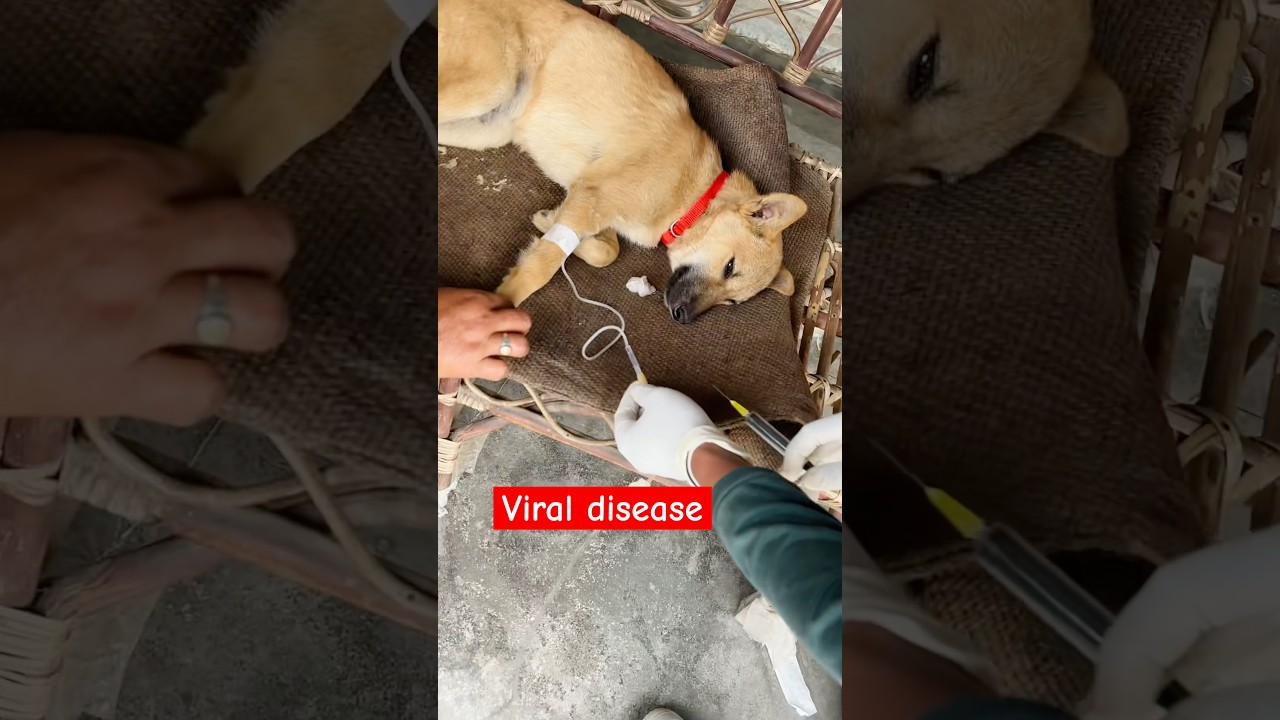 Viral disease in dogs || parvovirus || 
