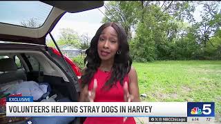 Volunteers step in to help stray dogs in suburban Harvey