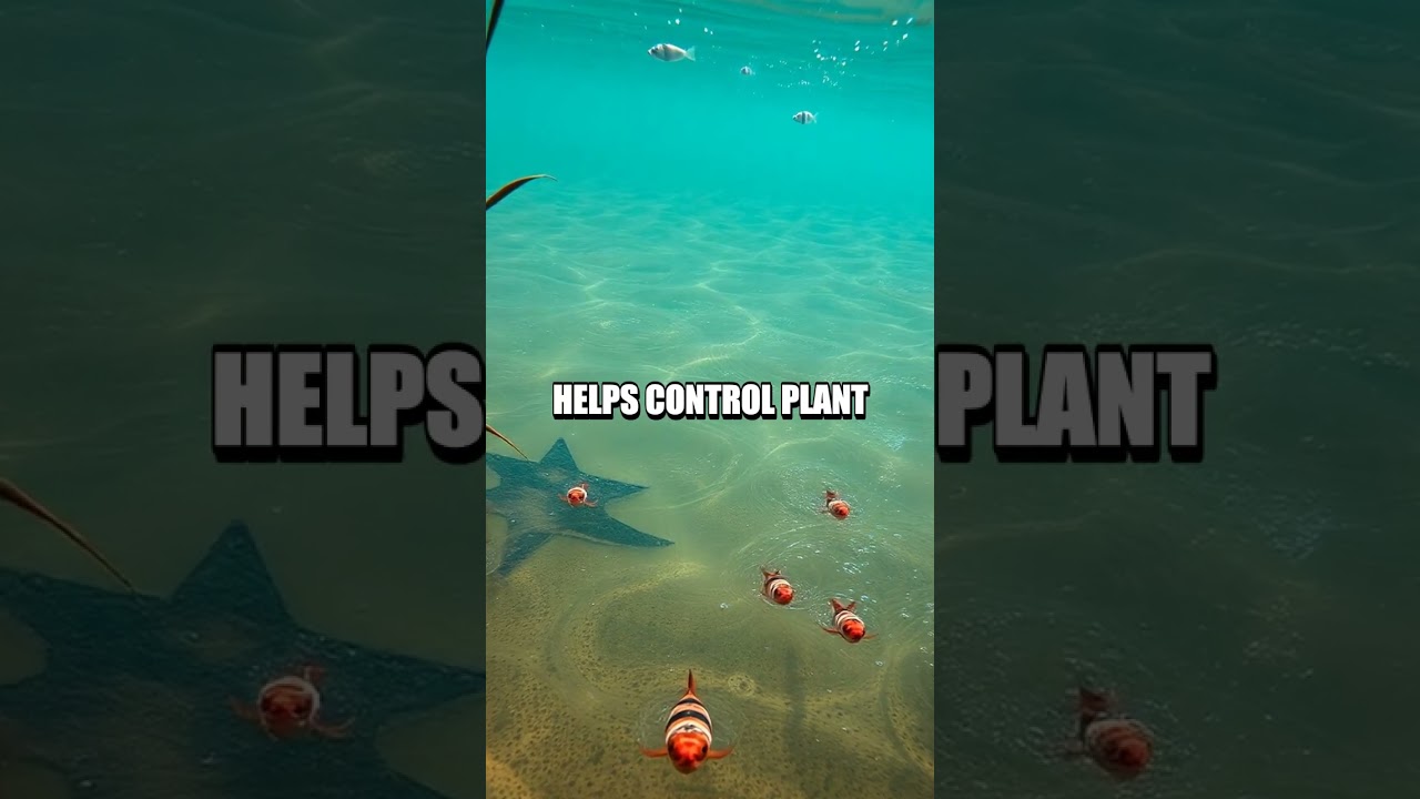 Hippo Hilo and the River's Gentle Helpers