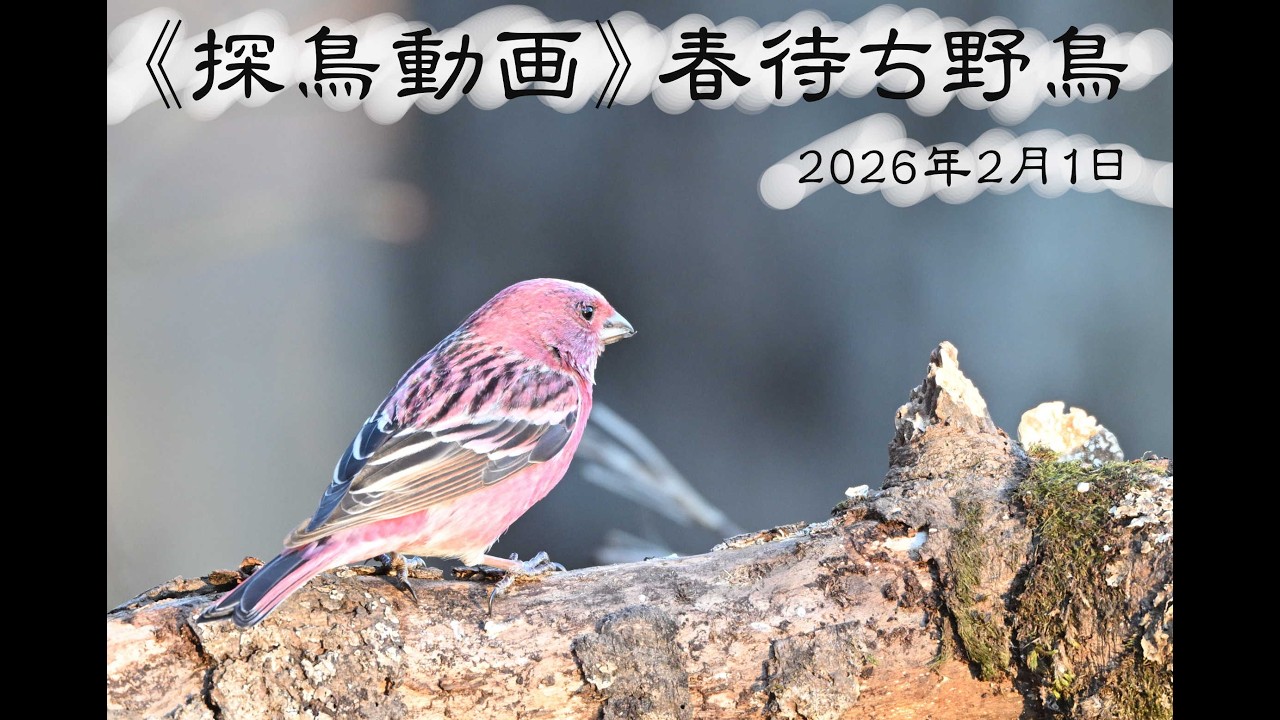《探鳥動画》残雪の埼玉県県民の森　2026年2月1日　オオマシコ・キクイタダキ・ウソ・ルリビタキ・ジョウビタキ・キバシリ・ミソサザイ他