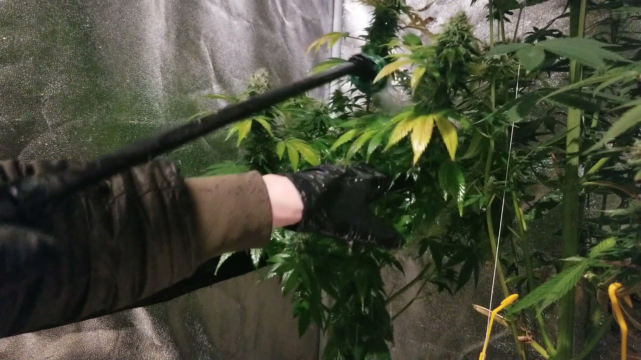 Dr Zymes pm spraying full flower drench, proper foliar drench.