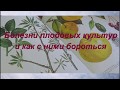 Болезни плодовых культур и как с ними бороться