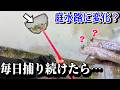 庭の水路で外来種捕りまくったら変化が起きた…?!