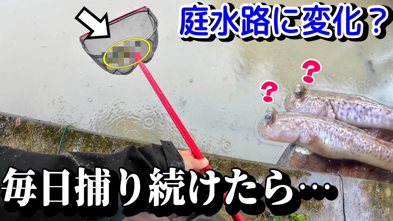庭の水路で外来種捕りまくったら変化が起きた…?!